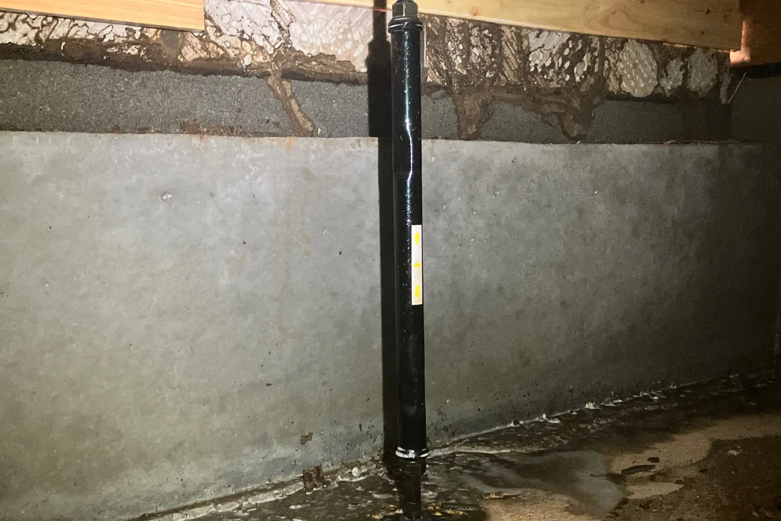 シロアリの蟻道の写真