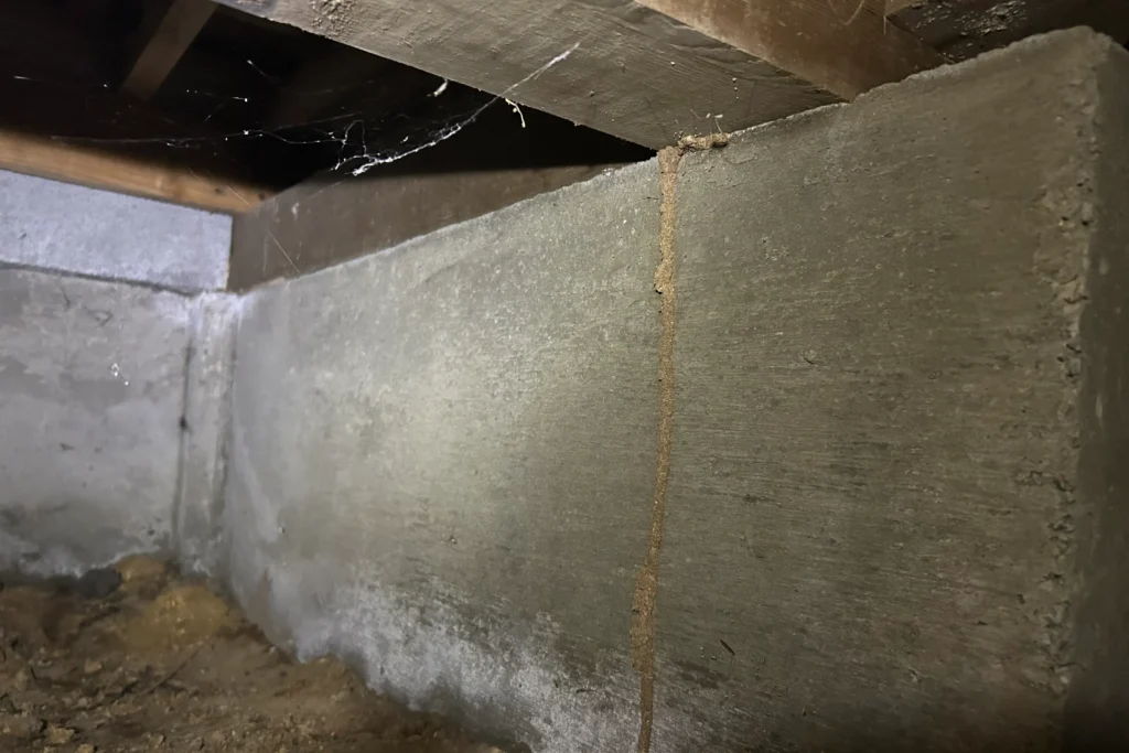 鹿児島県霧島市の築40年住宅にて、床下調査中に発見した基礎コンクリートを垂直に登る蟻道