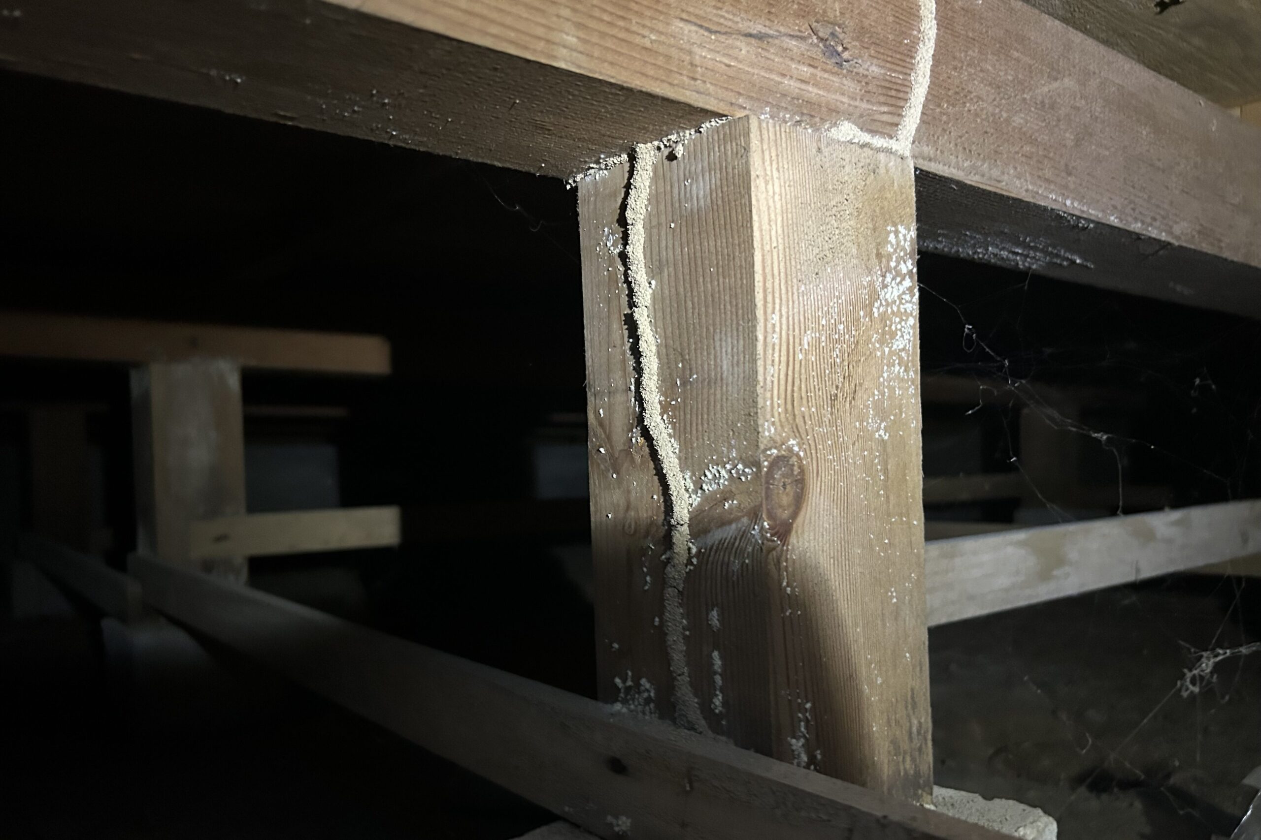 和歌山県田辺市の築30年住宅の床下に形成されたシロアリの蟻道