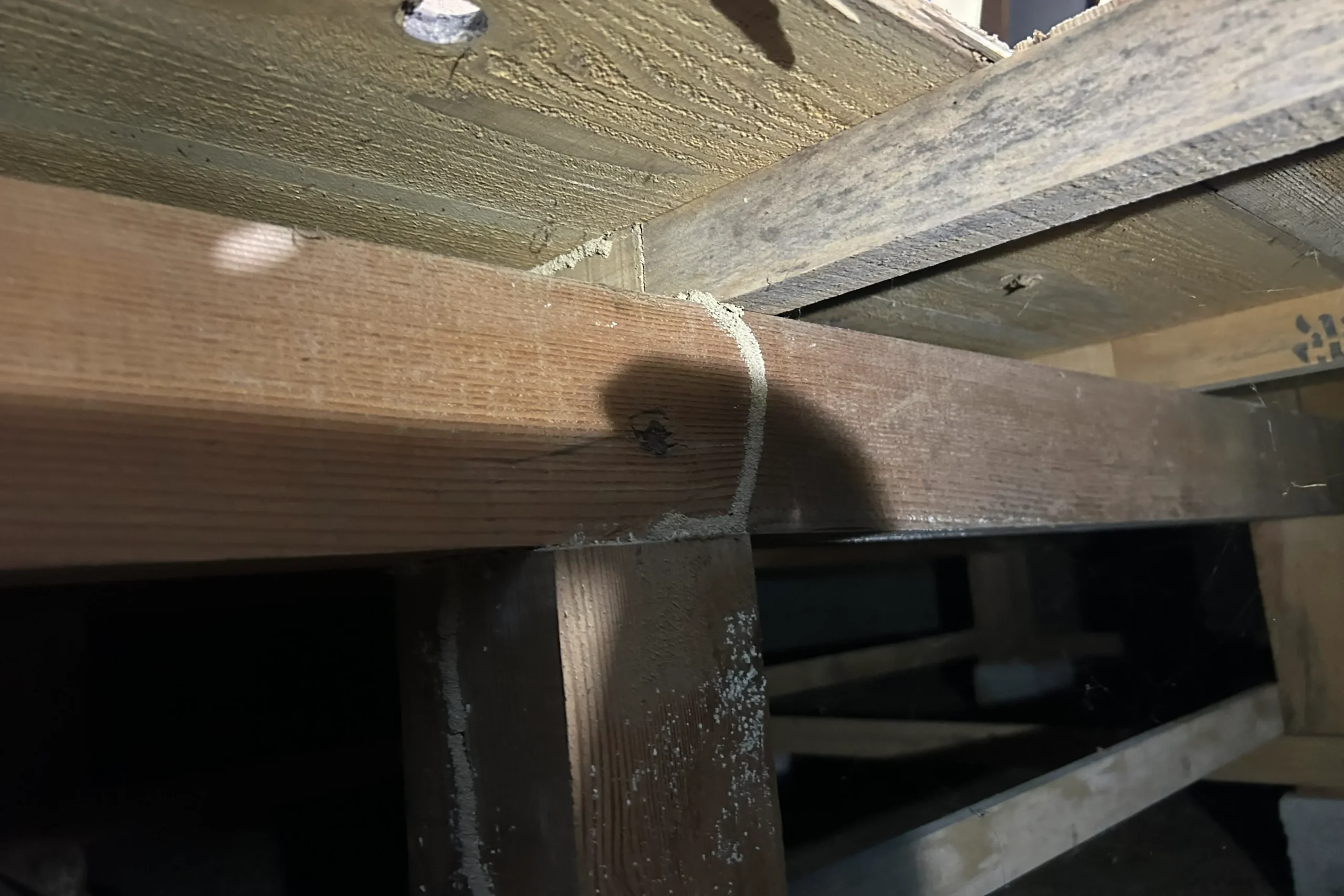 床下の土台木材に作られたシロアリの通り道「蟻道（ぎどう）」。