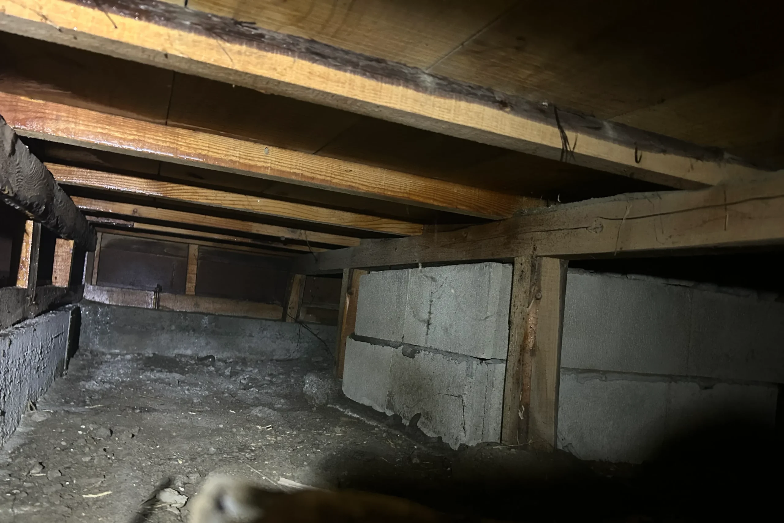 床下点検時の様子。地面が露出した土壌と古い土台木材が並ぶ様子