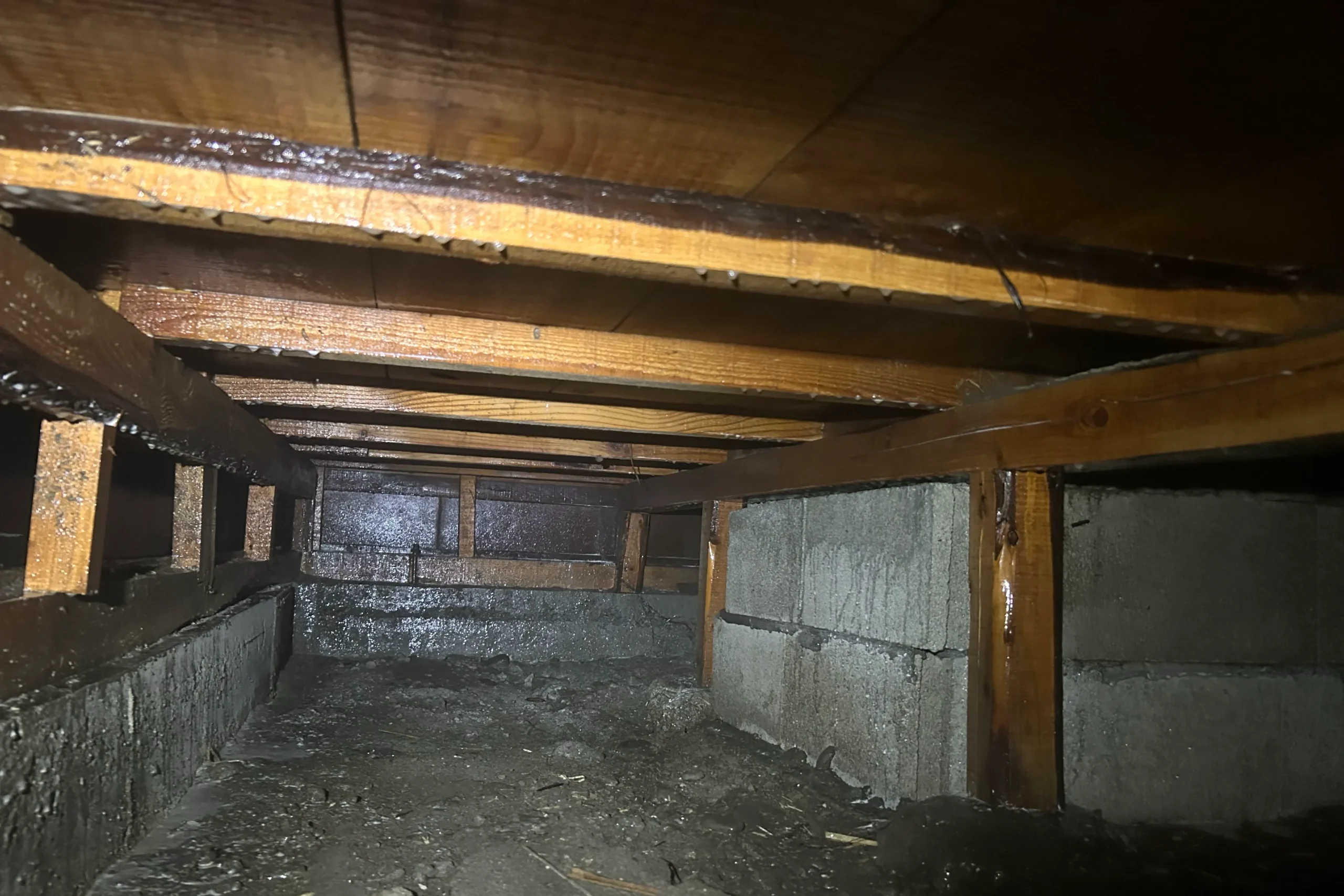 薬剤の散布が完了し、木材表面に薬剤が浸透して保護された状態の床下。