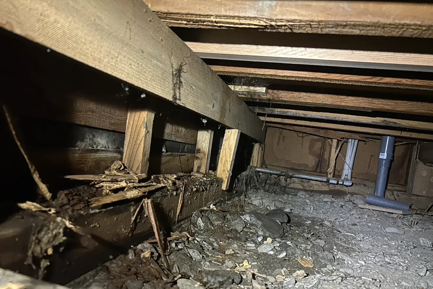 食害により木材ボロボロになっている様子