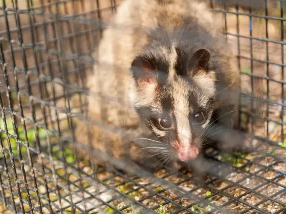 害獣駆除の対象となるハクビシンの捕獲事例