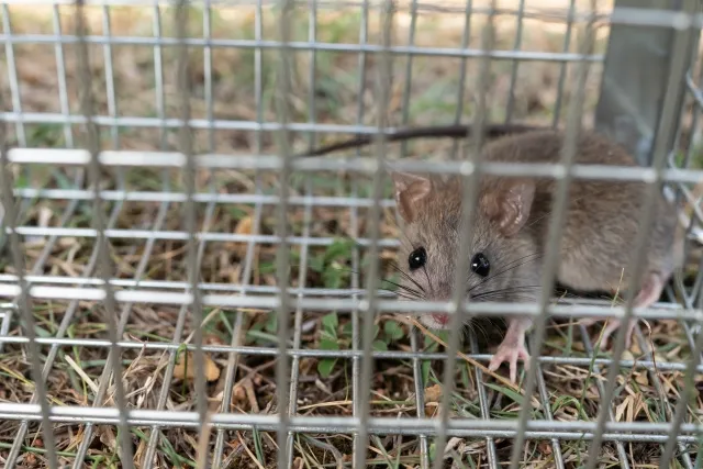 害獣駆除の対象となるネズミの捕獲事例