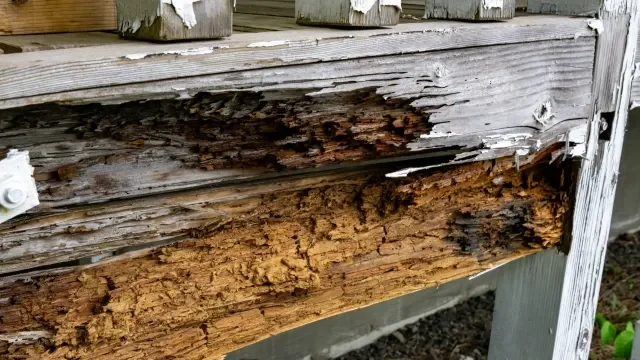 シロアリ駆除・対策